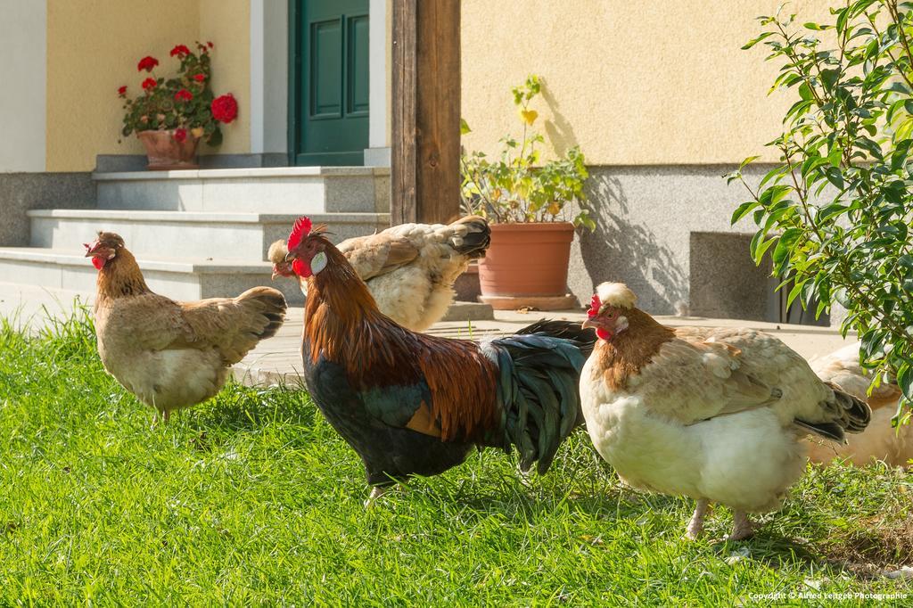 Вілла Weslhof Attersee Екстер'єр фото